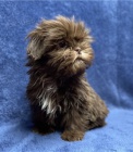 tata Shih Tzu