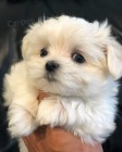 Prodm tata MALTIPOO