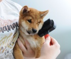 Shiba Inu tata