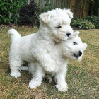 Prodm tata West Highland White Terriers MINI toy