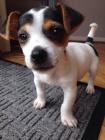 Prodm zdrav tata jack russell terira.