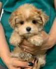 Prodm tata MALTIPOO.