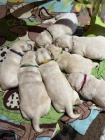 Labrador retriever s PP (žlutý labrador)