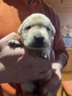 Labrador retriever s PP (žlutý labrador)