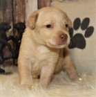 Prodám štěňata labradorského retrívra.