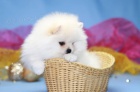 Nmeck pic trpasli (Pomeranian)