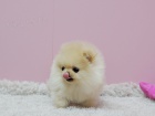 Nmeck pic trpasli (pomeranian) - tnata s pp