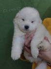 Samojed tata