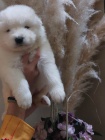 Samojed tata