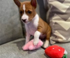 tata Basenji k adopci.