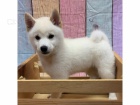 Štěňata Shiba Inu k adopci.