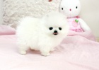 Německý špic trpasličí (pomeranian) - štěnata s pp