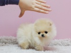 Nmeck pic trpasli (pomeranian) - tnata s pp