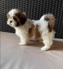 ttka shih-tzu s pp 