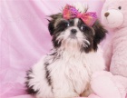 ttka shih-tzu s pp