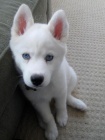 Sibiřský husky