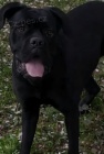 Cane Corso tata