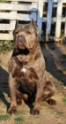 Cane Corso pes pro chov