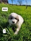 Kompletn tata Great Pyrenees na prodej