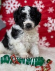 Zdrav tata Aussiedoodle na prodej.