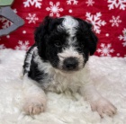 Zdrav tata Aussiedoodle na prodej.