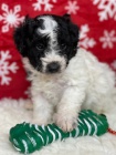 Zdrav tata Aussiedoodle na prodej.