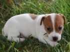 Prodm tata jack russell terira.