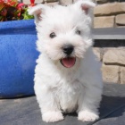 Prodm tata West Highland White Terriers