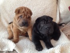 Prodm okovan nsk tata SHAR-PEI