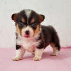 krsn a andlsk tata Pembroke Welsh Corgi na prodej.