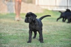 Nádherná Cane Corso Štěňátka k adopci.