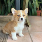 Nádherná štěňátka Pembroke Welsh Corgi k adopci.