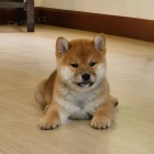 Nádherná štěňátka Shiba Inu k adopci.