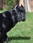 Cane Corso TOP tata