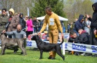 Cane Corso TOP tata