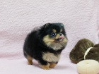Německý špic. mini pomeranian bez pp