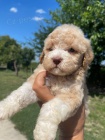 Lagotto Romagnolo tata