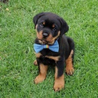 Krsn ttka rottweiler k adopci.