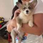 Chlapec a dvka Corgi tata k adopci.