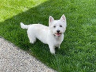 tata West Highland White Terrier k adopci.