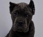  k dispozici tata cane corso