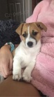 Prodm zdrav tata jack russell terira.