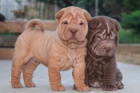 Prodm tata Shar-pei