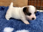 Prodm zdrav mini tata jack russell terira.