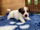 Prodm zdrav mini tata jack russell terira.