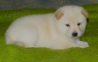 Prodám očkovaná a odčervená štěňata bílé shiba inu