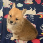 Prodám krásná očkovaná a odčervená štěňata Pembroke Welsh Corgi.