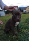 Americk pitbulterir TATA