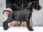 Cane Corso tata