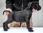 Cane Corso tata